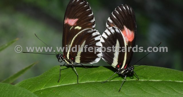 ch Butterfly reflection by Paul McElroy