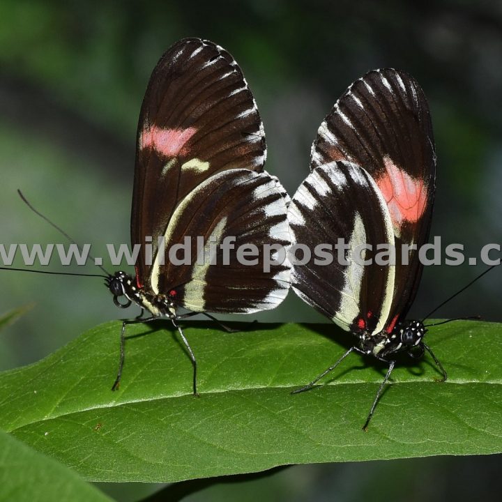 ch Butterfly reflection by Paul McElroy