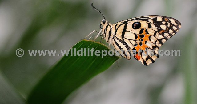 ci Butterfly on edge by Paul McElroy