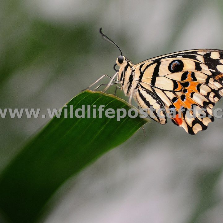 ci Butterfly on edge by Paul McElroy