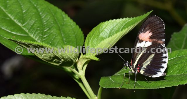 cj Pink striped butterfly on leaf by Paul McElroy