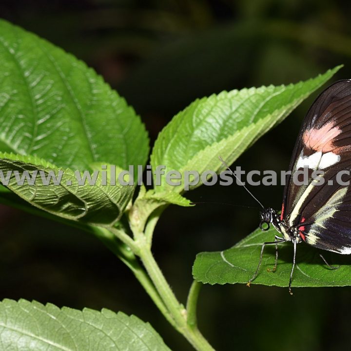 cj Pink striped butterfly on leaf by Paul McElroy