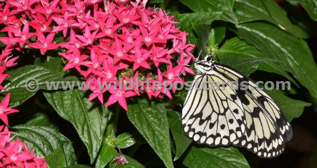 ck White butterfly on pink flower