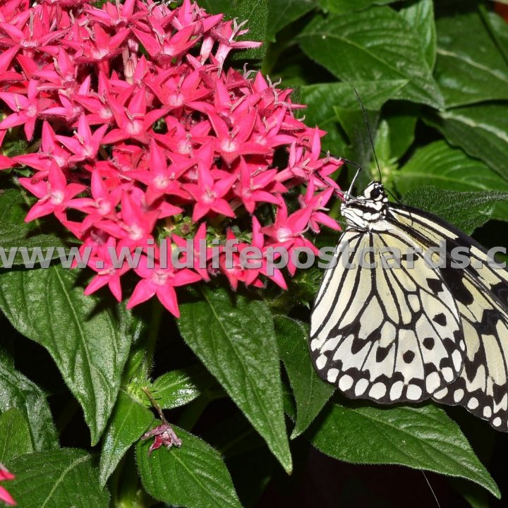 ck White butterfly on pink flower