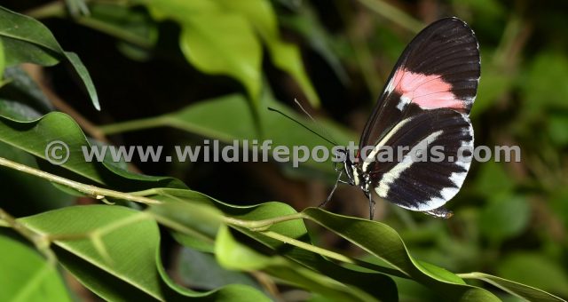 cl Striped butterfly on leaf 2  by Paul McElroy