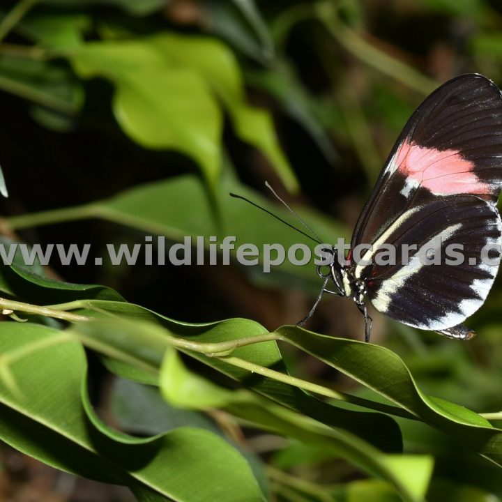 cl Striped butterfly on leaf 2  by Paul McElroy