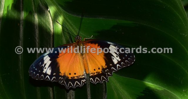 cm Orange Striped butterfly by Paul McElroy