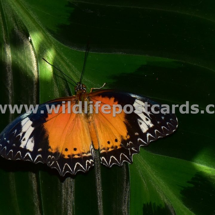 cm Orange Striped butterfly by Paul McElroy