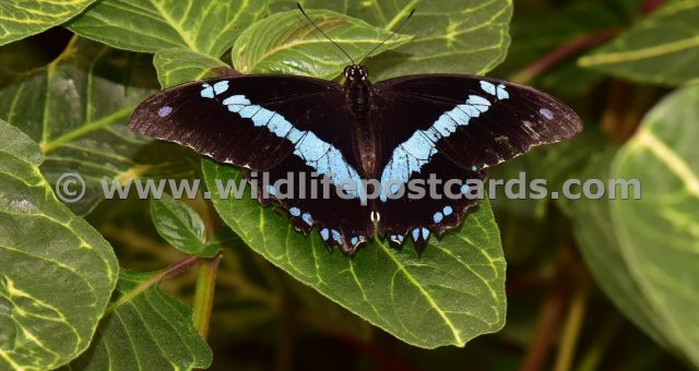 cn Butterfly blue striped by Paul McElroy