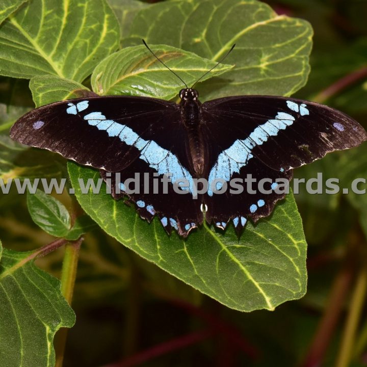 cn Butterfly blue striped by Paul McElroy