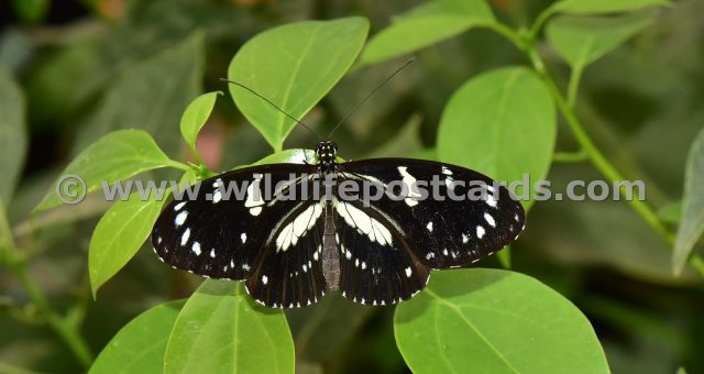 co Black and white butterfly by Paul McElroy