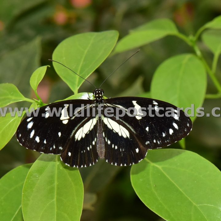 co Black and white butterfly by Paul McElroy