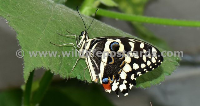 cp Multi coloured butterfly by Paul McElroy