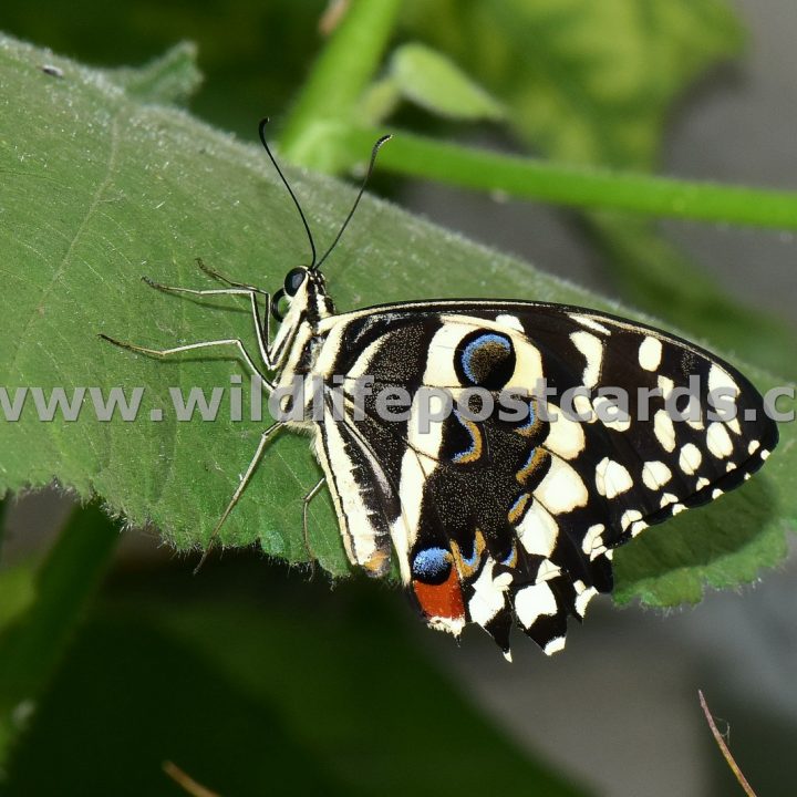 cp Multi coloured butterfly by Paul McElroy