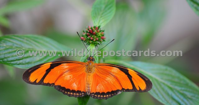 cq Butterfly Vibrant orange by Paul McElroy