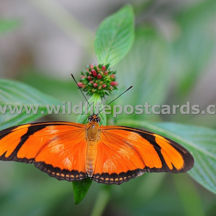 cq Butterfly Vibrant orange by Paul McElroy