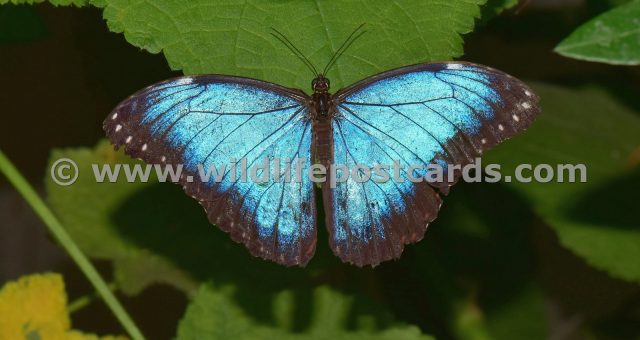 cr Butterfly light blue by Paul McElroy