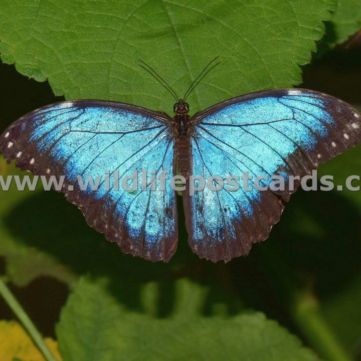 cr Butterfly light blue by Paul McElroy