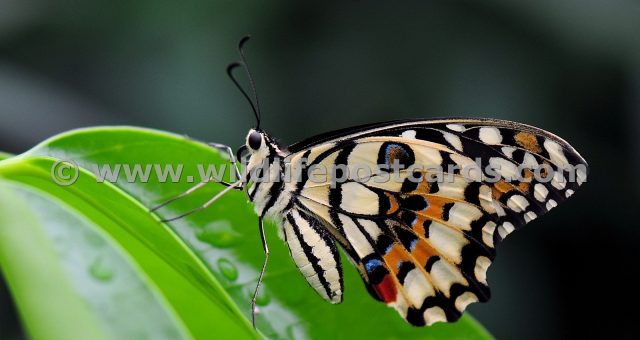 cs Butterfly on a rainy leaf by Paul McElroy