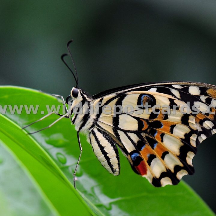 cs Butterfly on a rainy leaf by Paul McElroy