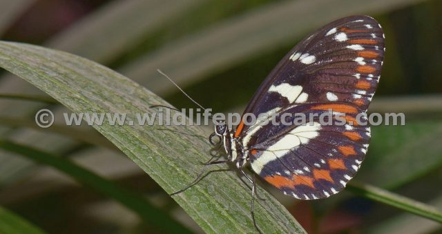 ct Butterfly climber by Paul McElroy