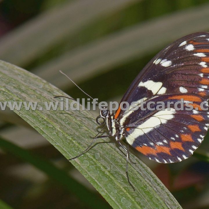 ct Butterfly climber by Paul McElroy