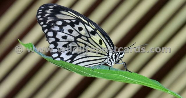 cu Butterfly striped background by Paul McElroy