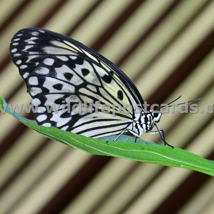 cu Butterfly striped background by Paul McElroy