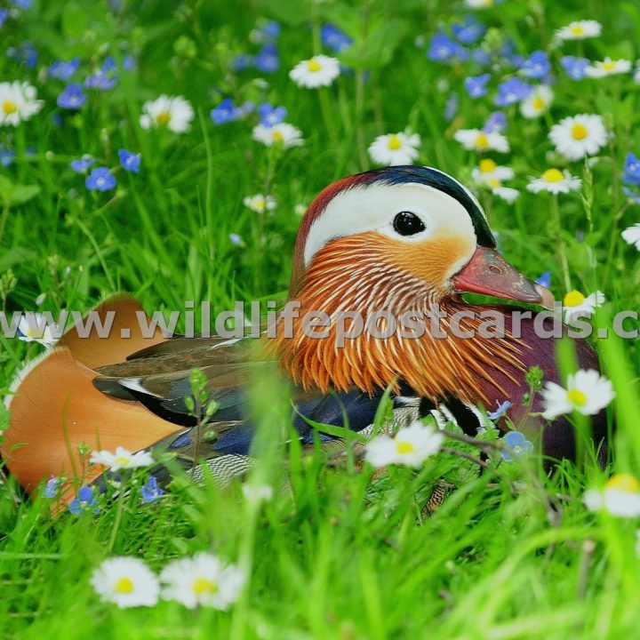 bu Mandarin in the daisies