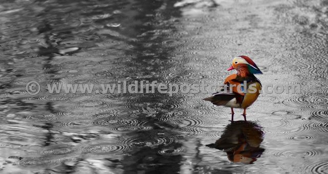 bv Rainy mandarin