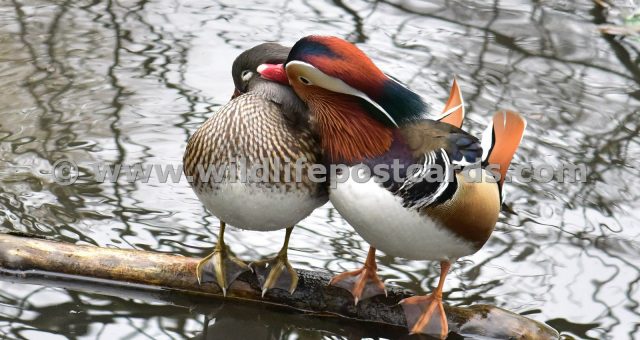 bz Kissing Mandarin