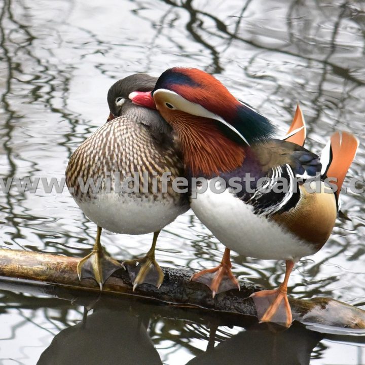 bz Kissing Mandarin