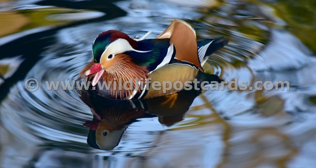 be Mandarin rainbow blue by Paul McElroy