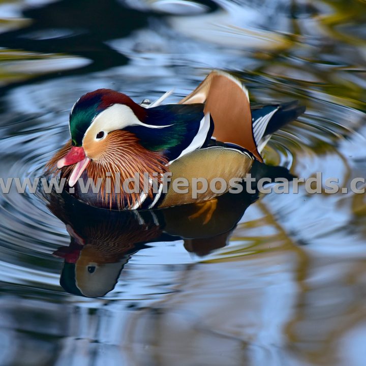 be Mandarin rainbow blue by Paul McElroy