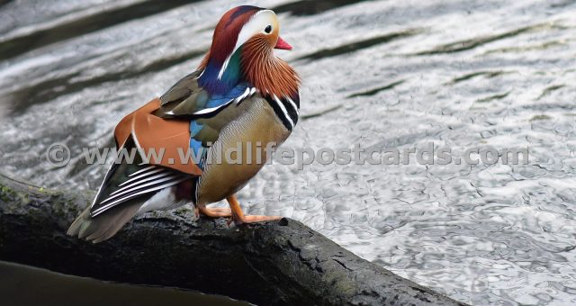 bi Mandarin silver lake by Paul McElroy