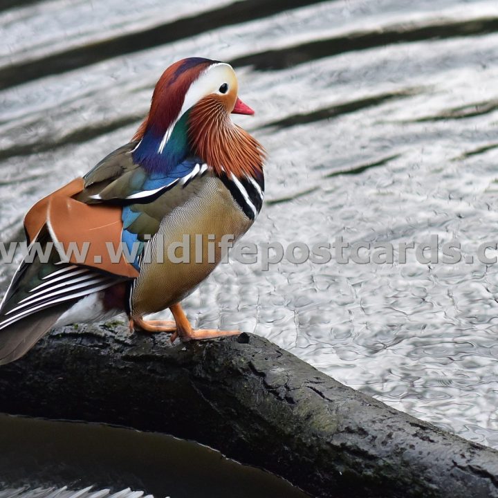 bi Mandarin silver lake by Paul McElroy