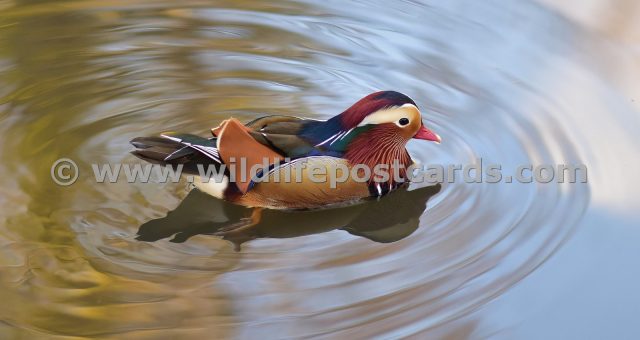 bj Mandarin sky blue by Paul McElroy