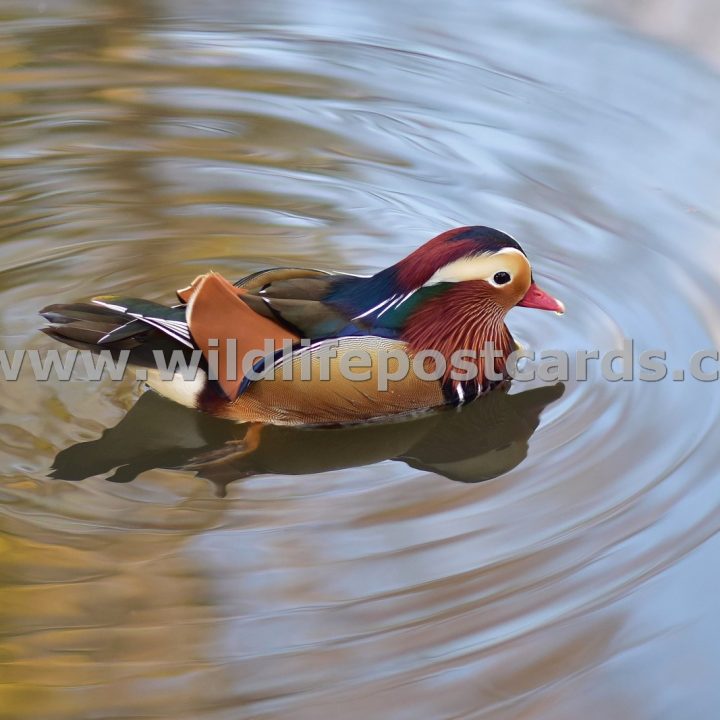 bj Mandarin sky blue by Paul McElroy