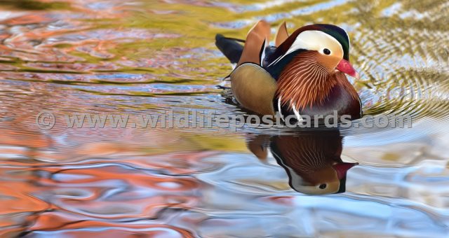 bk Mandarin in a reflective mood by Paul McElroy