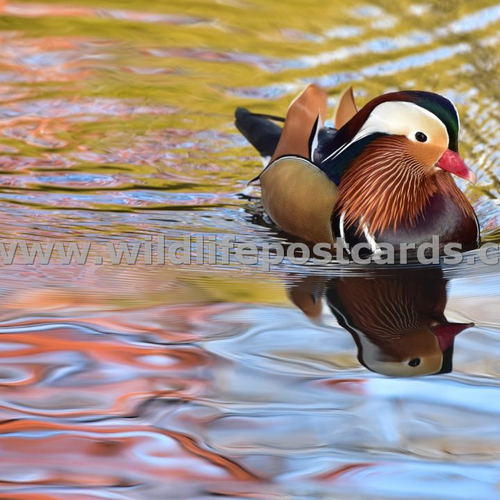 bk Mandarin in a reflective mood by Paul McElroy