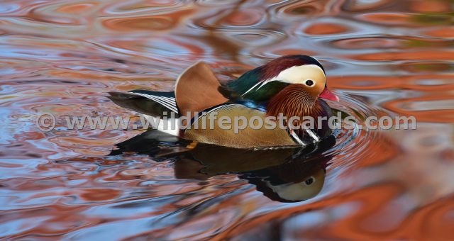 ba Mandarin rainbow red by Paul McElroy