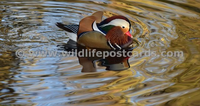 bn Mandarin sea of gold by Paul McElroy