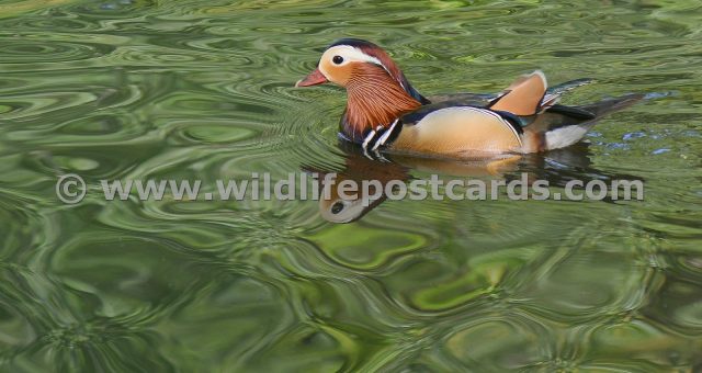 bo Mandarin green reflection by Paul McElroy