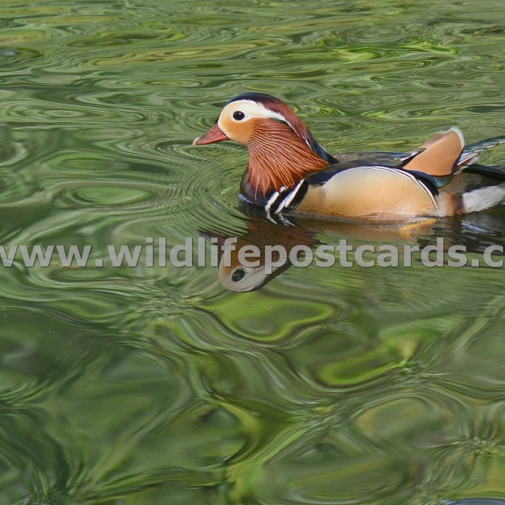 bo Mandarin green reflection by Paul McElroy