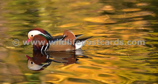 bq Mandarin golden reflection by Paul McElroy