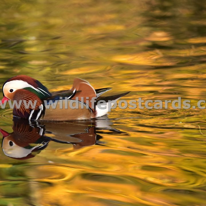 bq Mandarin golden reflection by Paul McElroy