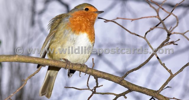 ea Xmas Robin by Paul McElroy