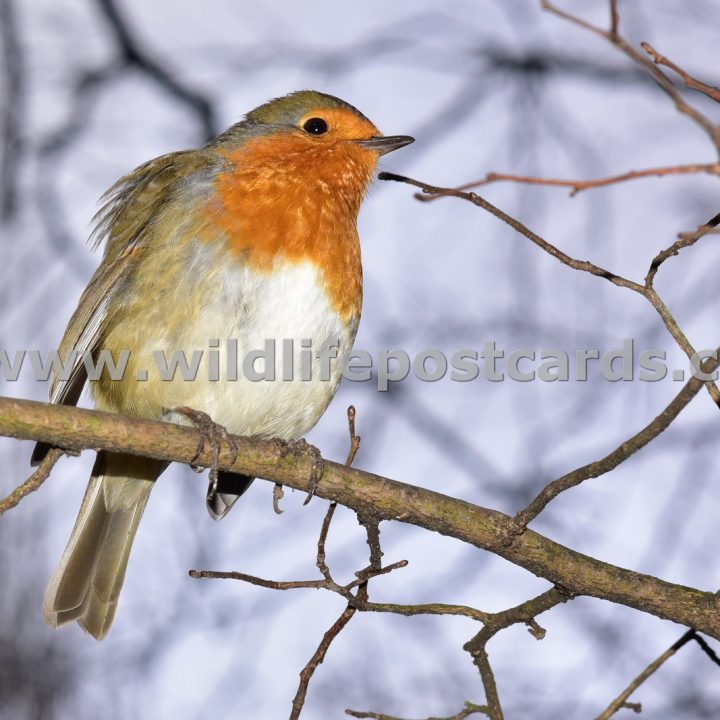 ea Xmas Robin by Paul McElroy