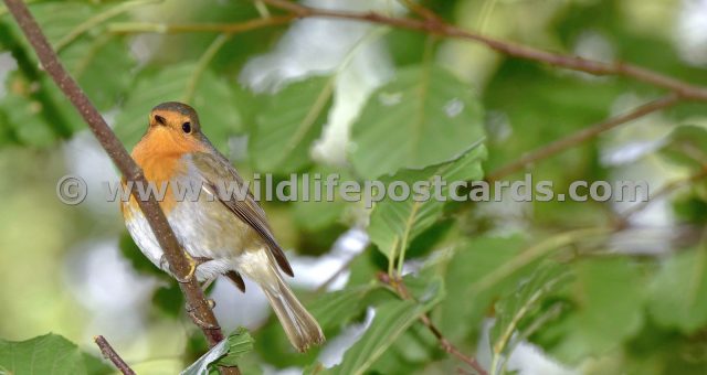 ec Robin amongst the leaves by Paul McElroy