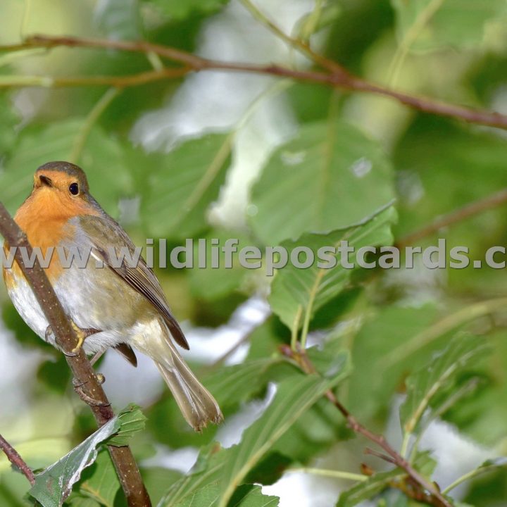 ec Robin amongst the leaves by Paul McElroy